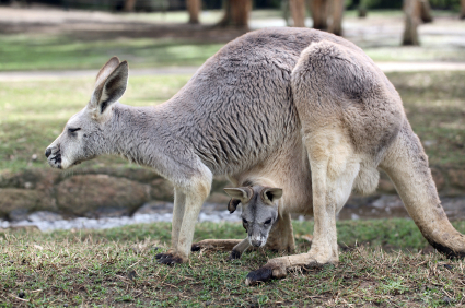 Kangaroo slots